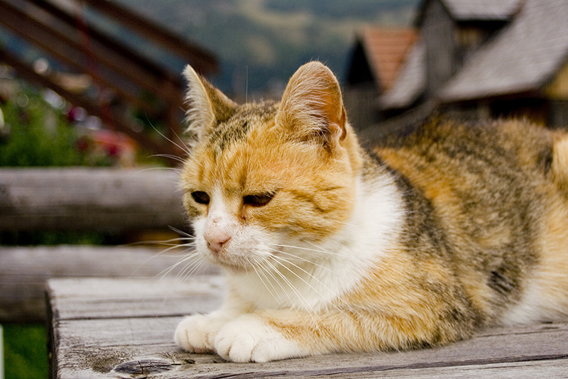 I is Sfinx cat