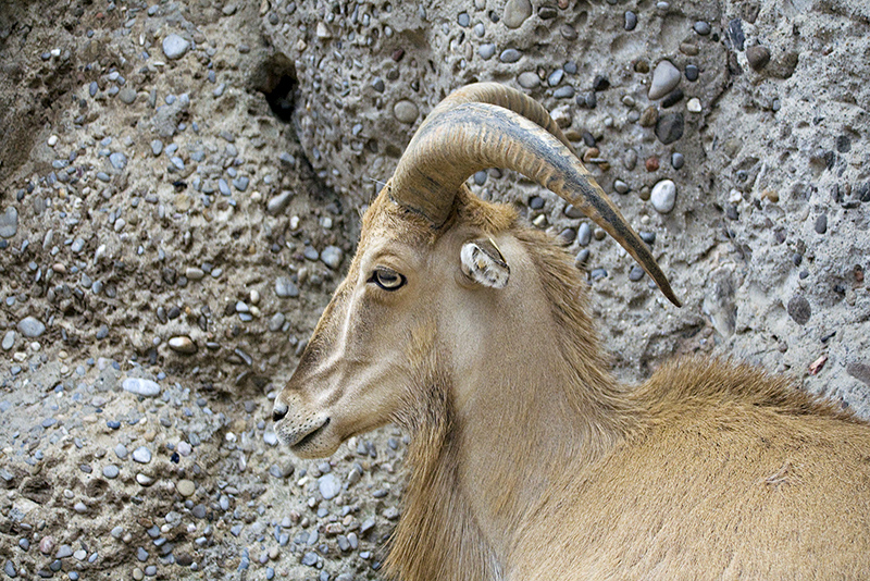 Barcelona Zoo #03