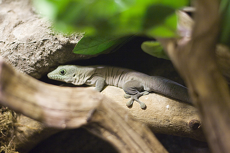 Barcelona Zoo #05