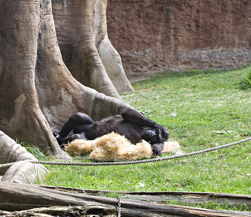 Barcelona Zoo #06