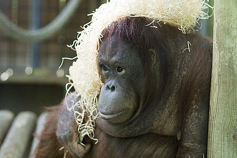 Barcelona Zoo #07