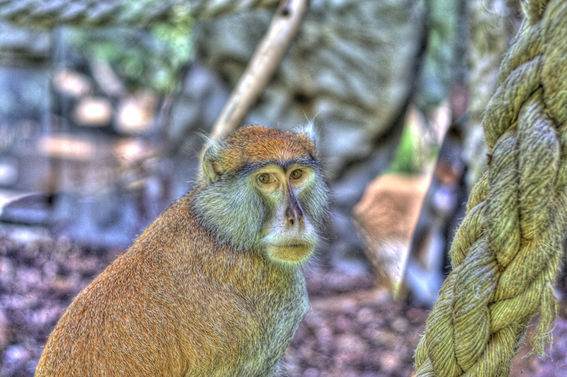 Barcelona Zoo #01