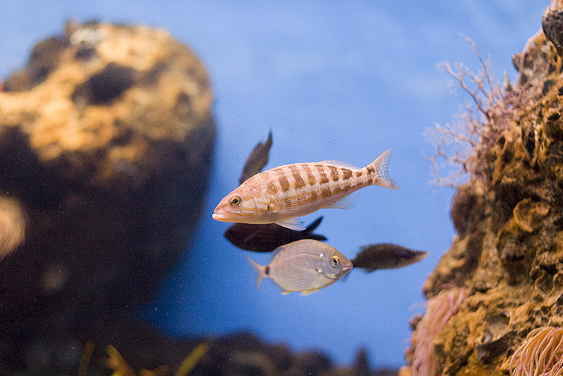 Barcelona Aquarium #01