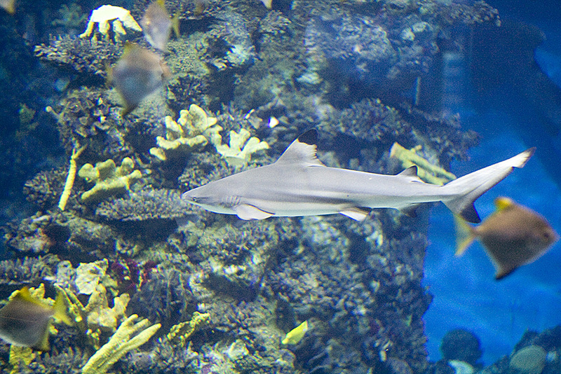 Barcelona Aquarium #04 aka Sharky