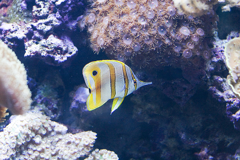 Barcelona Aquarium #03