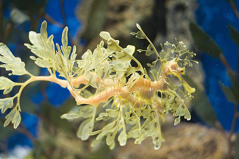 Barcelona Aquarium #02