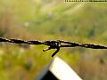 Barb wire