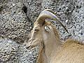 Barcelona Zoo #03