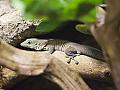 Barcelona Zoo #05
