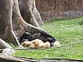 Barcelona Zoo #06