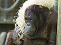Barcelona Zoo #07