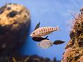 Barcelona Aquarium #01