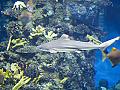 Barcelona Aquarium #04 aka Sharky