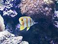 Barcelona Aquarium #03
